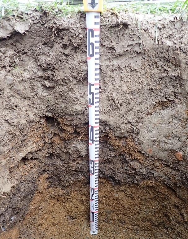talletettu), 31 65 puhdas ruskea rautapitoinen harjusora. Pohjaan tehdyssä kairanpistossa todettiin puhdasta maata edelleen 85 cm:n syvyyteen. Koekuoppa 4:n itäleikkaus.