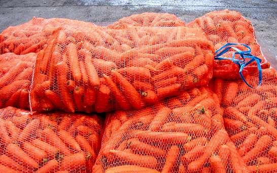Tautikartoitus varastokaudella 216 217 Seurattiin syksyllä 216 nostettujen 16 porkkanaerän säilymistä varastossa Noston jälkeen näytteet varastoitiin Piikkiön porkkanavarastossa Porkkanoissa