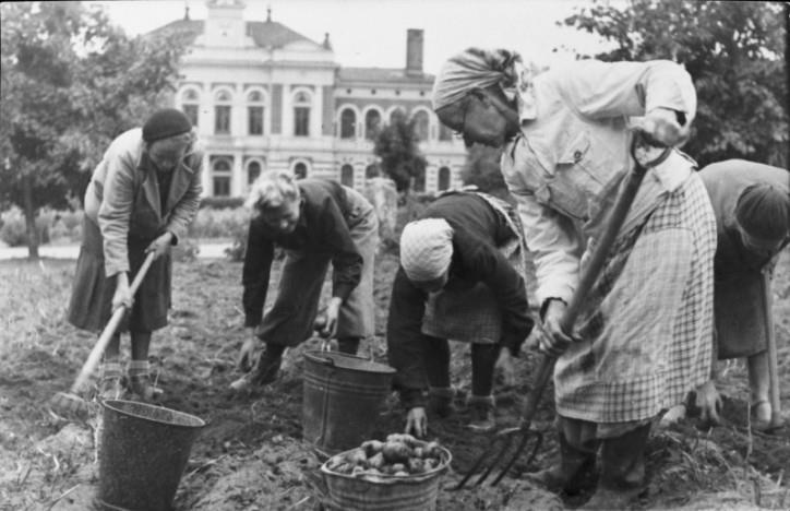 Perunannostoa Jyväskylän kirkkopuistossa sota-aikana 1940-luvulla.