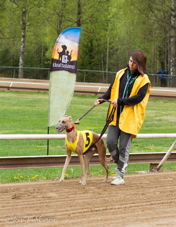 Riitan treenaama Pauliinan Theo juoksi pentueveljensä jälkeen hopealle. Kokemus oli Theon ensimmäinen 350 metrin matkalla. MP Hill s-sijoituslähtö 350 m (W) 1. Hurricane 14,0 (2) 23.69 L4 2.