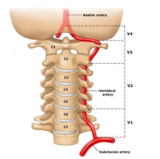 Vertebrobasillarialue eli