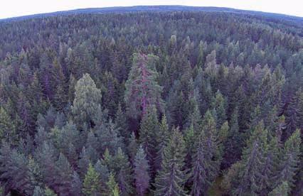 Metsänhoidossa on tarpeen jättää sääksille yksittäisiä vanhoja ylispuita ja sellaiseksi kasvavia säästöpuuryhmiä uudistusalan reunaan tai keskelle.