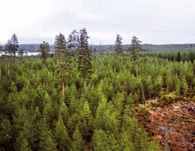 On odotettavissa, että pituuskasvun pysähtyessä 150 200 vuoden iässä osaan puista alkaa muodostua tasa latvus, joka kelpaa