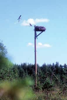 7 metriä korkeita.