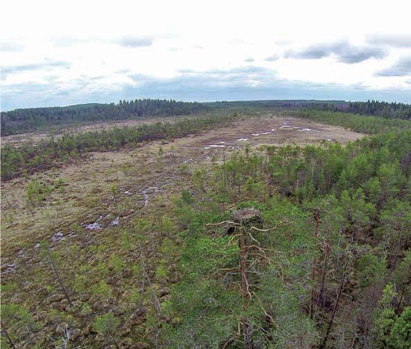 Sääksen pesä sijaitsee aina lähiympäristöään korkeammalla.