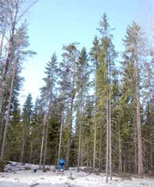 Sääksen pesä voi sijaita