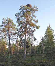Pesäpuuna on aina ylispuu, jonka