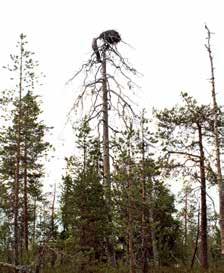 latvasta avautuva näkymä on