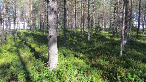 Lisäksi selvityksessä on osoitettu tärkeä viheryhteys kaupungin puistomaisten ja