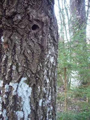 2. Liito-oravan biologia Liito-orava elää kuusivaltaisissa metsissä, mutta tarvitsee elinpiirilleen lehtipuita (haapa, koivu, leppä) sekä kolopuita.