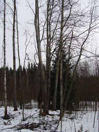risupesä. Kuva 13.
