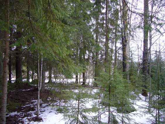 jossa puiden tyvillä oli
