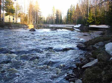 Liito-oravat asuttavat jokivarren