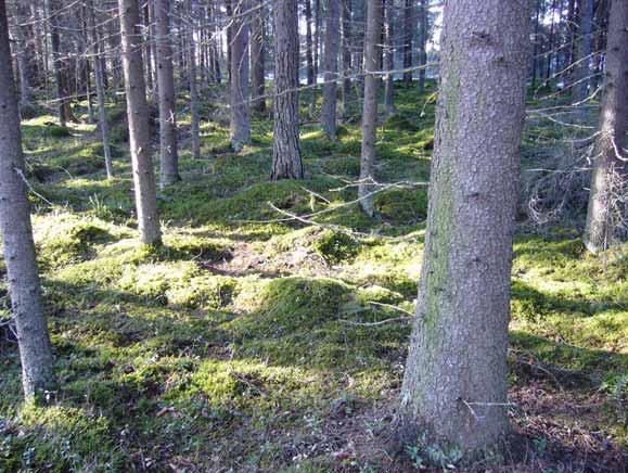 metsänhakkuissa. Kuva 34.
