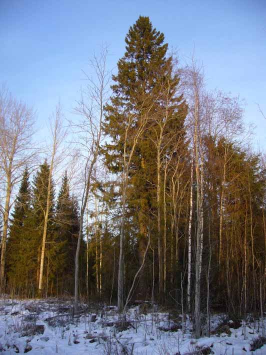 Kuva 38. Matalamäen jättikuusi on liito-oravan elinpiirin tärkeä reviiripuu. 4.