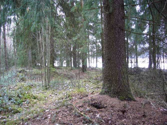 4.11 KERTUNLAAKSO Kertunlaakson alueelta löytynyt liito-oravien lisääntymis- ja levähdysalue on kaksiosainen.