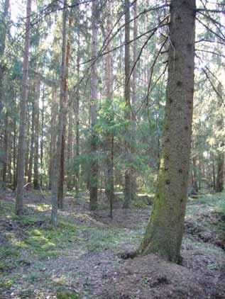 kuusen välissä.