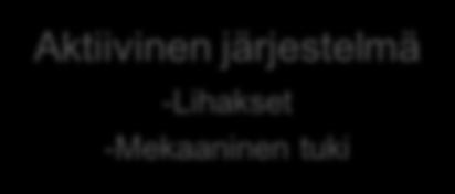 lateraalisesti sijaitseviin lihaksiin. Nikamien välissä sijaitsevat m.