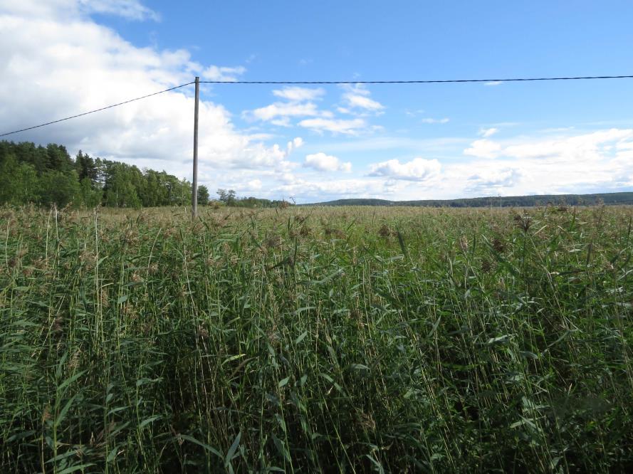 5 3.3 LUONTOTYYPPIKUVIOT 1. Tiheä ruovikko (Kuva 1). Leirikeskukselle vievän tien lähellä kasvaa joitakin nuoria tervaleppiä. Ruovikon kasvistoon kuuluvat mm.