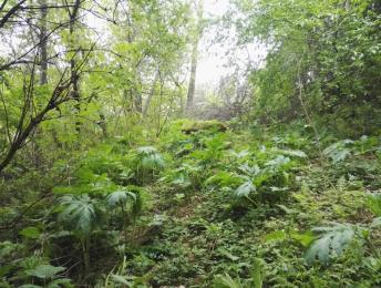 13, 14, 43 ja 71) ja jättiputkeen (Heracleum persicum-ryhmä), jota löytyi kuviolta 16.