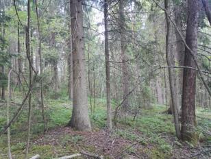 Varsinainen liito-oravan asuttama metsäkuvio sijaitsee Salimäen kuusivaltaisen metsän ympäristössä (luontotyyppikuvio 74) ja levittäytyy Asemapuiston frisbeegolfrataa ympäröiviin haapametsiin.