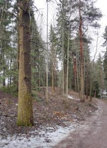 Myllypuistosta löytyi useita kolohaapoja, joista ainakin kaksi oli papanoista päätellen asuttuja.