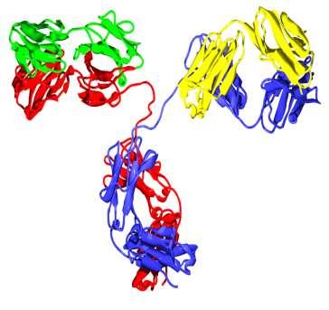 Typical quality attributes and characteristics to be considered for biosimilar mabs ATTRIBUTES OF THE VARIABLE REGION Deamidation, oxidation N-term Pyro-Glu Glycosylation Glycation Conformational