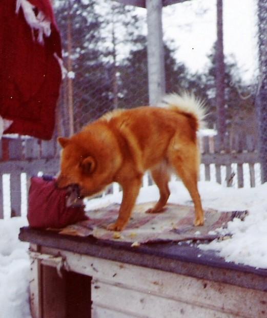 Toisesta Tarun pentueesta 28.7.1966 kenneliin jäi Tytti. Pentueen koko ja muut nimet ovat ajansaatossa unohtuneet, mutta ainakin yksi oli nimeltään Tupu.