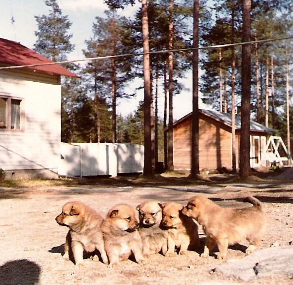 Kennel Kairojen toiminta hiljeni ja uusia pentueita ei enää tullut.