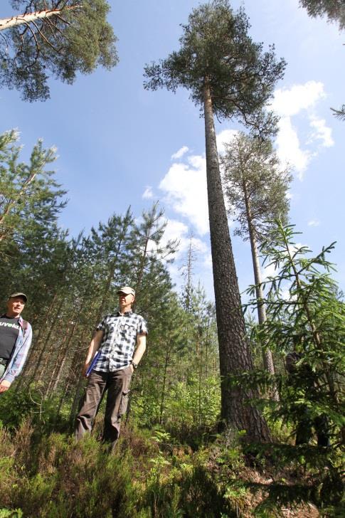 pienempiä oksia vähemmän nuorpuuta