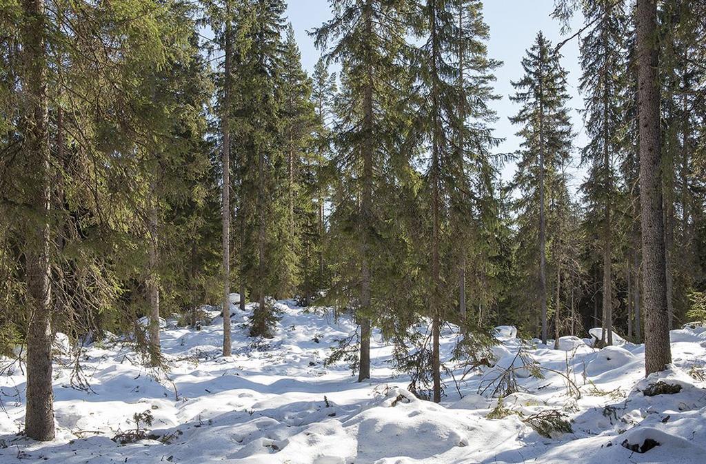 Eri-ikäismetsä pitää hakata harvaksi taimet ja alikasvos menestyvät vain harvassa metsässä hyväkuntoinen puusto elpyy ja kasvaa poimintahakkuun