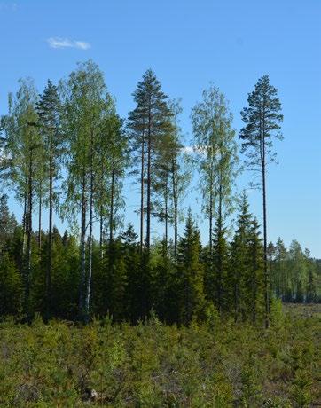 Metsien rakennepiirteistä kuolleen puun eli lahopuun määrä on monimuotoisuuden turvaamisen kannalta tärkeä.