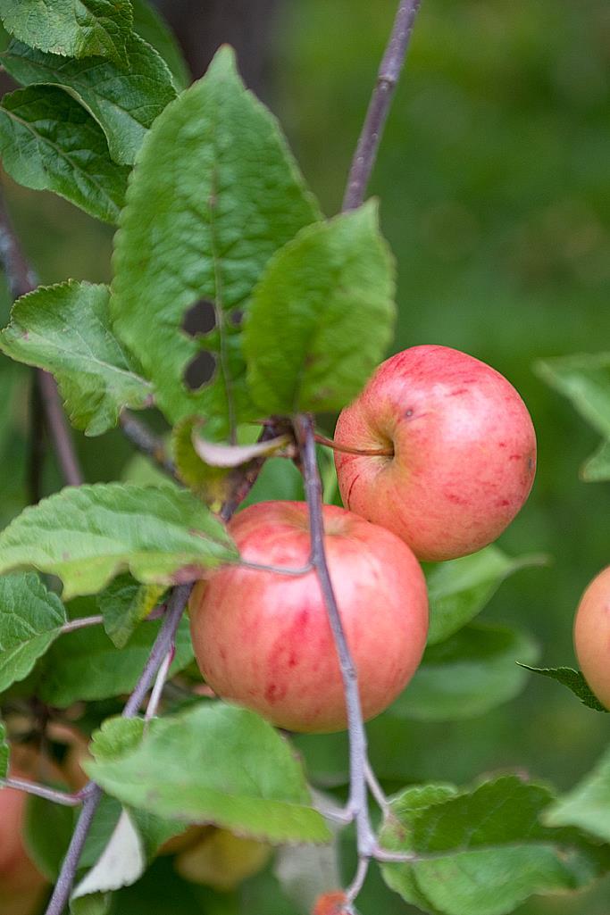 Kansallinen lisä alkutuotannon toimintaan Itse