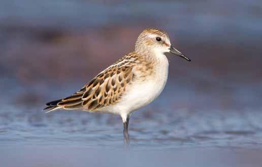 3 000 4 000, Segelskärin matalikko >2 000 Syksy: Sommarnin, Kallbådanin, Söderskärin ja Mäkiluodon matalikot 30 000 70 000, Hankoniemen lounainen matalikko 20 000 30 000, Espoon Helsingin matalikot