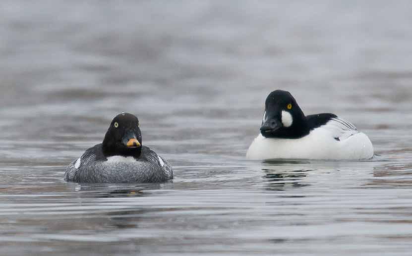 Nykyään sirrien sukuun luettava suokukko Calidris pugnax esiintyy Tringan alueella keväin ja syksyin. Suurimmat keväiset yksilömäärät on viime vuosina laskettu Vihdin Vanjärvellä.