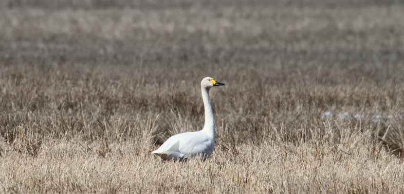 Pikkujoutsen Cygnus columbianus ainoa säännöllinen keväinen levähdysalue Uudellamaalla on Lohjan Hyvelänjärvi Pitkäjärvi. Petteri Hytönen, Kirkkonummi, 11.4.