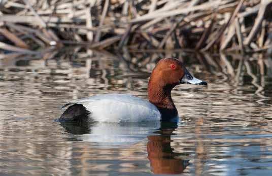 Läppträsket 250 300, Hangon läntinen saaristo 120 240, Hangon etelälahdet 130 220, Kirkkonummen saaristo 100 130. Pikkujoutsen Cygnus columbianus (kevät 5, syksy ei tiedossa).