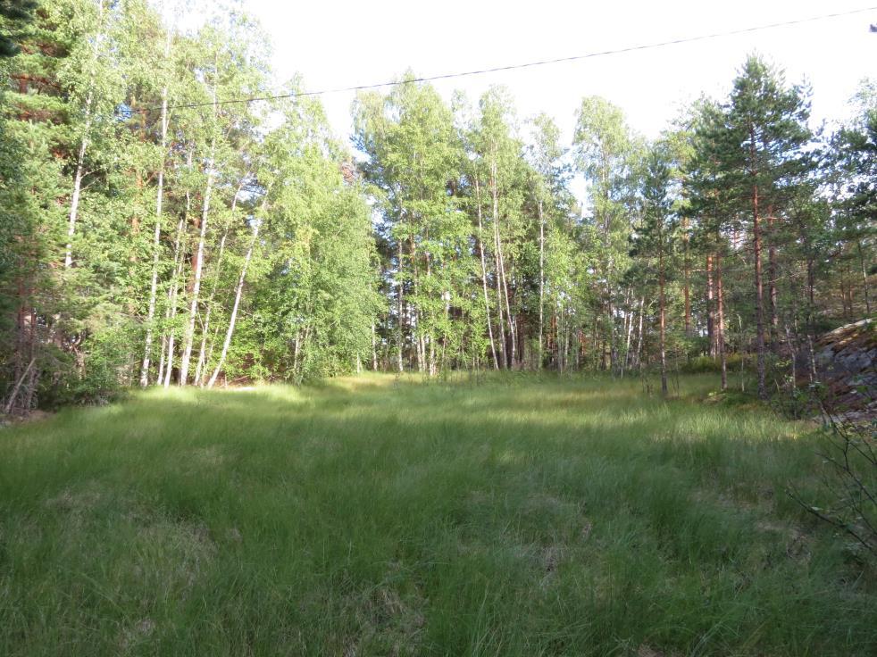 6 reunarämeellä tavataan mm. suopursua (Rhododendron tomentosum). Kaakkoisempi laikku on paikoin hyllyvää pullosaravaltaista saranevaa, jossa muita putkilokasveja tavataan hyvin vähän.