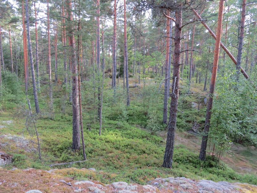 12 Kuva 6. Kuvio 11 on mäntyvaltaista kangasmetsää. 12. Pieni puustoinen, karu, ohutturpeinen soistuma, joka on ajoittain veden vallassa. Kuviolla kasvaa paljon pajuja sekä mm.