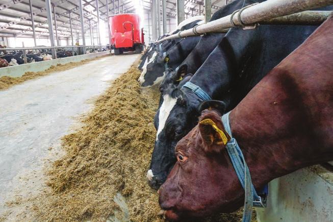 Maitotilahankinnassa kilpailukykyämme vahvistivat edelleen sujuva eläinliikenne ja hyvä palvelu.