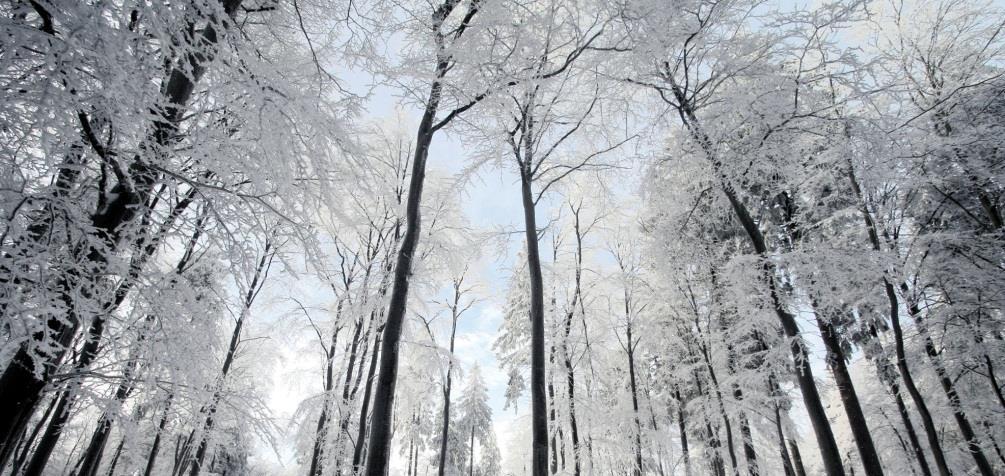 Esimerkki Laskuri 50 hehtaarin metsätila Rautjärvellä, veroluokka I, yksi lahjansaaja Tilan käypä arvo 200.000 => maksettu lahjavero 22.100 Metsän arvo arvostuslain mukaan 50 ha x 1.273,20 /ha = 63.