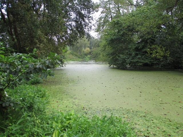 kurkisteli.