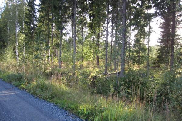 Kuva 13 Lisääntymispaikka 2. Toukkapesä löytyi harmaiden runkojen kohdalta. Kuvaussuunta on etelä-lounaaseen. 5.