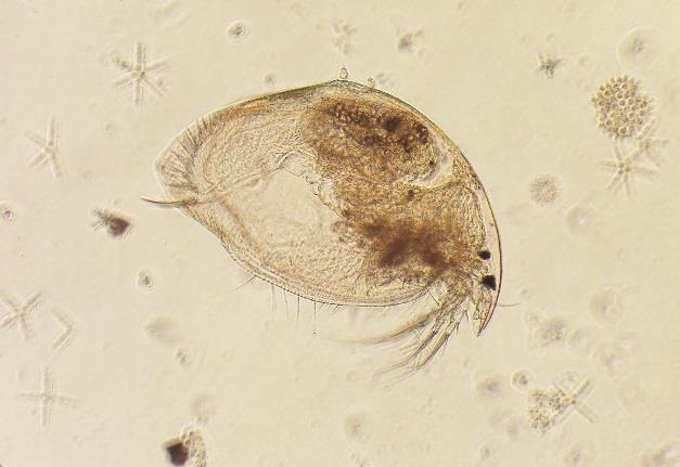 . Eläinplanktonbiomassan vuodenaikainen kehitys Vuonna 2017 Bosmina-vesikirppujen biomassa oli suuri jo alkukesällä, jolloin myös Daphnia alkoi runsastua.