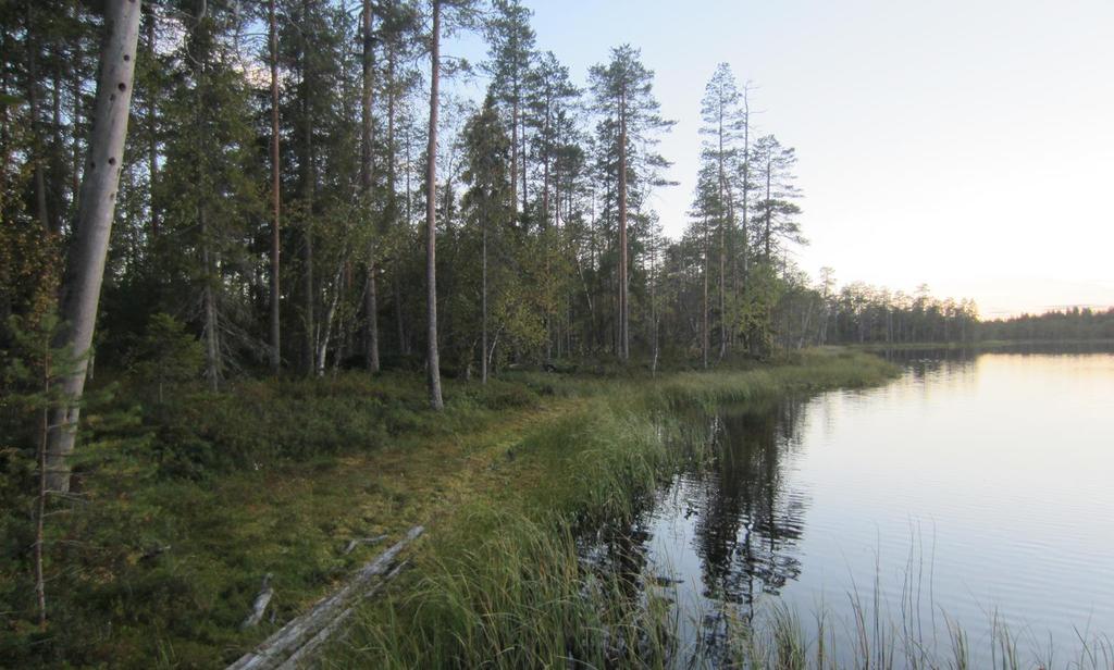 Vastaanottaja Pahkavaaran Tuulipuisto Oy Asiakirjatyyppi Lepakkoselvitys