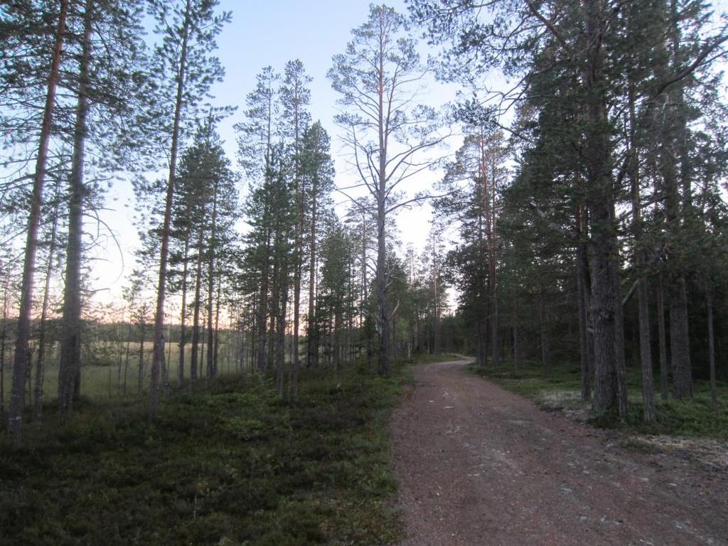 5 Havukkalammen rannalla sijaitsevat lomarakennukset ja metsäautotien vieressä Törkyojan länsipuolella sijaitseva eräkämppä voivat soveltua lepakoiden päiväpiilopaikoiksi.