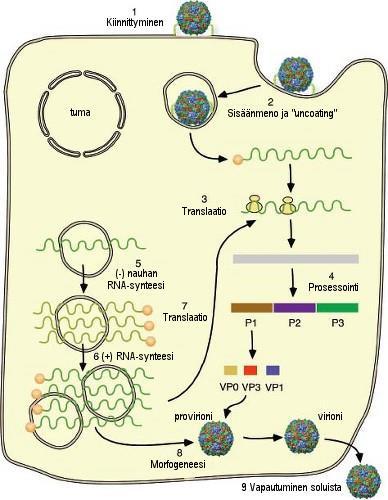 14 Kuva 4. Pikornaviruksen replikaatiosykli. (1) Virus kiinnittyy solun reseptoriin/reseptoreihin ja (2) viruken genomi vapautuu kapsidin sisältä (uncoating).