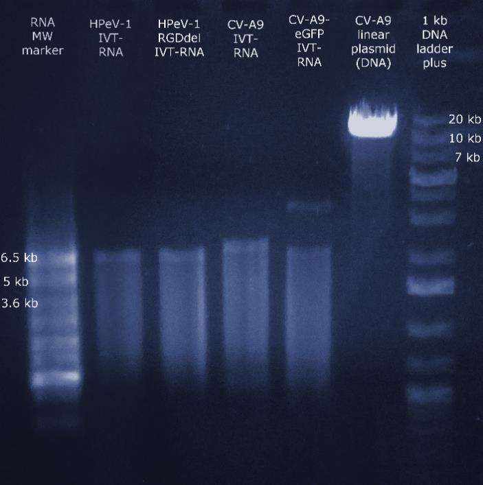 44 Tulokset 5.1 IVT-RNA:n ja T7-PCR-amplikonien tuottaminen Työssä tuotettiin kaikilla neljällä virusplasmidilla sekä IVT-RNA-tuotetta että T7-PCRamplikonia.
