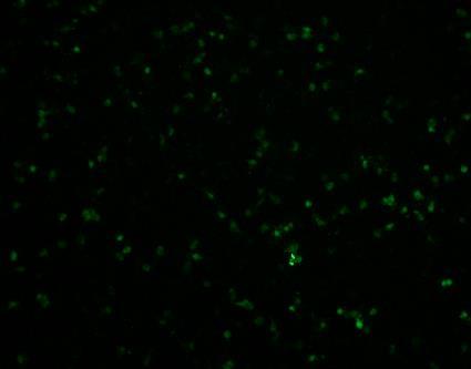 Kuvissa A-F on esitetty pelkästään mikroskoopin GFP-kanavalla otetut kuvat selkeyden vuoksi ja vihreät solut