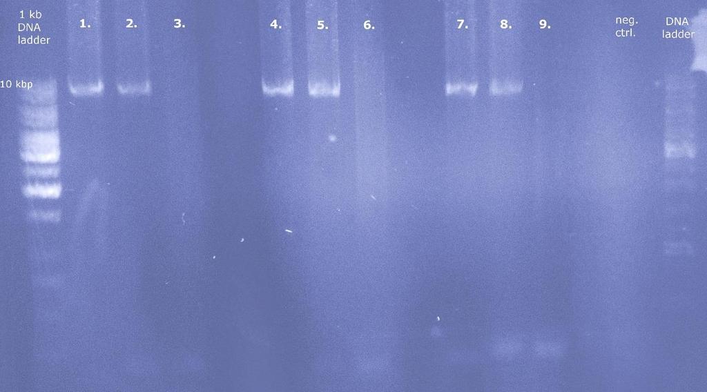 52 Kuva 10. AGE-geelin kuva PCR-tuotteista eri alukkeilla. Näytteiden numerot 1-9 kuvaavat PCR-reaktioita eri alukepareilla, jotka on kuvailtu tekstissä kuvan yläpuolella.